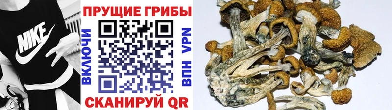 Купить где  Короча  Галлюциногенные грибы MAGIC MUSHROOMS 